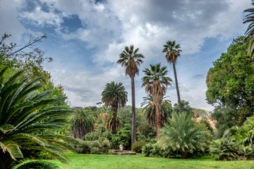 palm trees botanical gardens